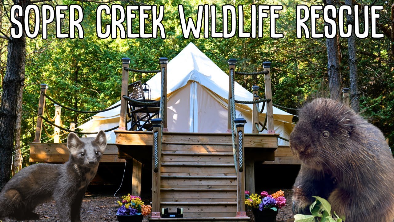 Overnight Glamping at a Wildlife Rescue Center | Soper Creek Wildlife Rescue