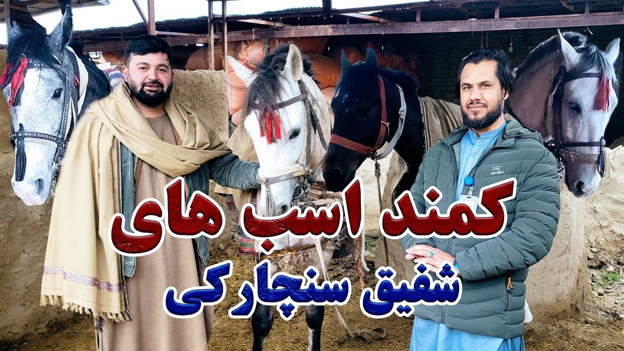 گزارش کاج از کمند اسب های شفیق سنچارکی از تاجران و اسب داران سابقه دار ولایت بلخ|آمادگی های تورنمنت