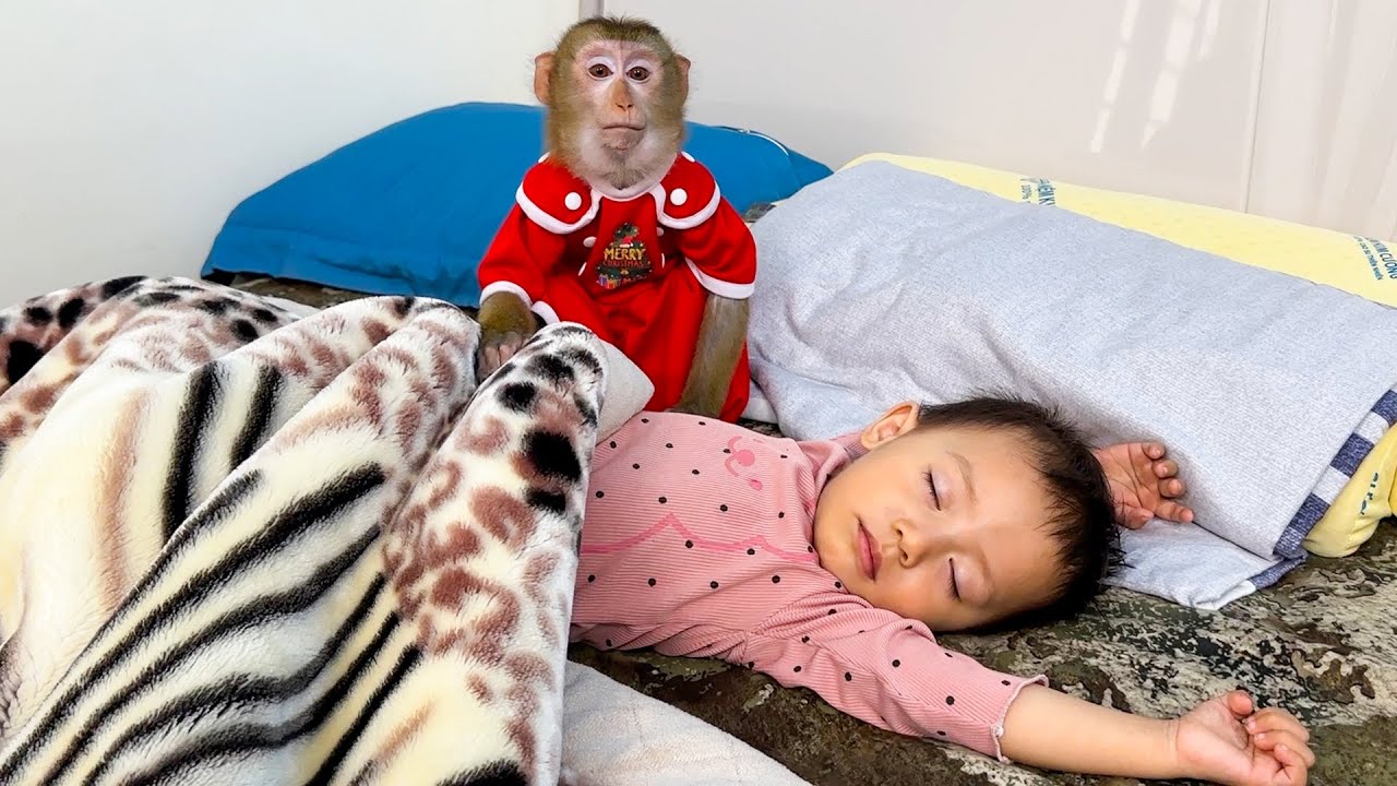 Monkey Kaka pulled the blanket to cover Diem for a good night's sleep