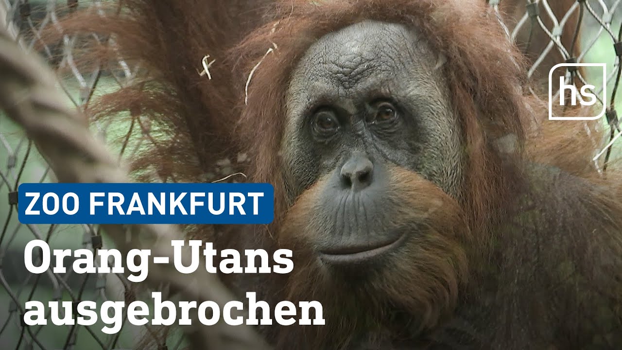Große Evakuierung: Wie die Orang-Utans zurück ins Gehege des Frankfurter Zoos kamen | hessenschau