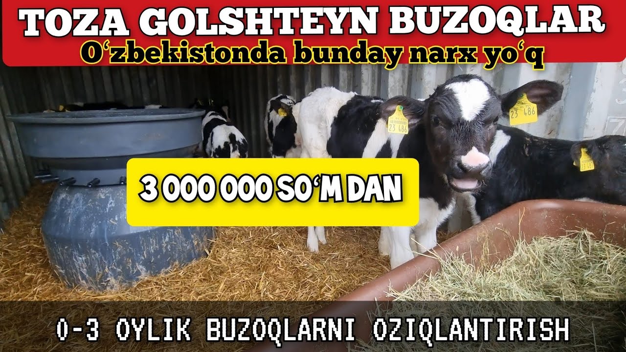 0-3 OYLIK BUZOQLARNI TOʻGʻRI OZIQLANTIRISH. #buzoqlar #buqaboqish