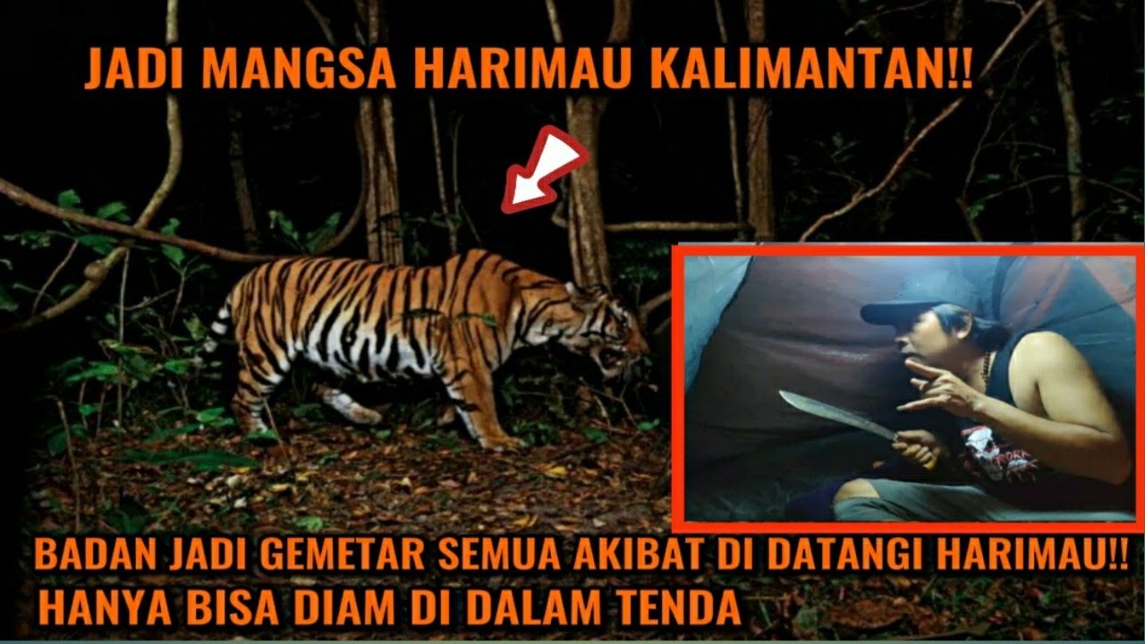 CAMPING HOROR‼️BADAN GEMETERAN SEMUA DI DATANGI HARIMAU KETENDA JADI SANTAPAN HARIMAU..!!