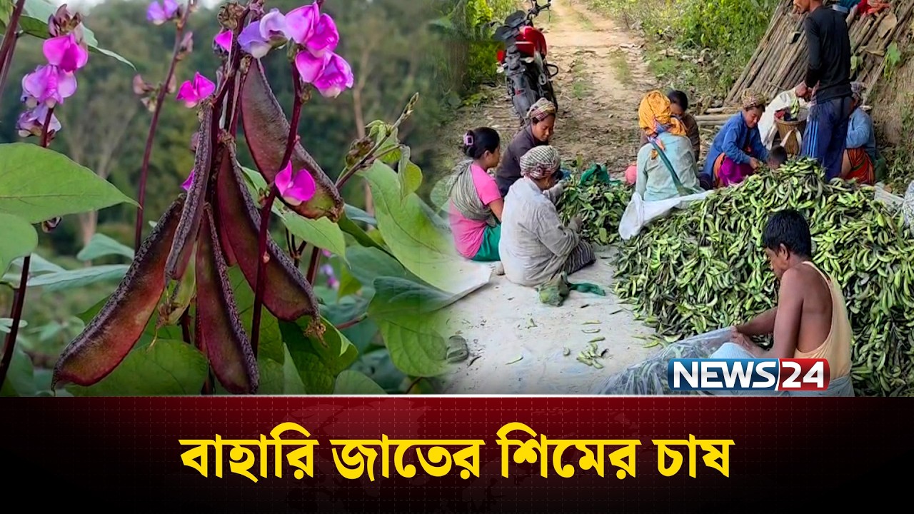 বান্দরবানে বৃদ্ধি পেয়েছে শিমের আবাদ | Bandarban | Bandarban Beans | News24