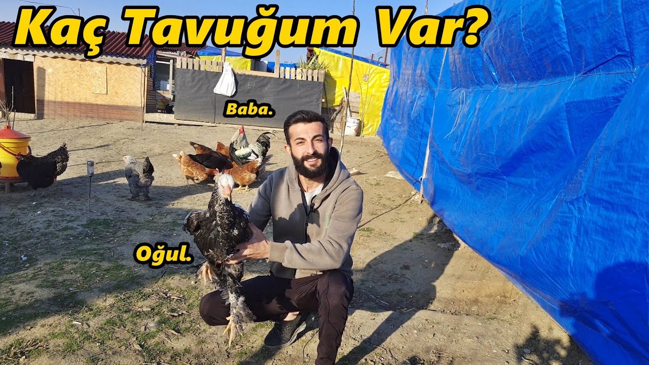 Bütün Hayvanları Saydım!/Makinadan CivCivLer Çıkıyor!#Civciv#Horoz#Tavuk#Gezentavuk#Hindi#Ördek