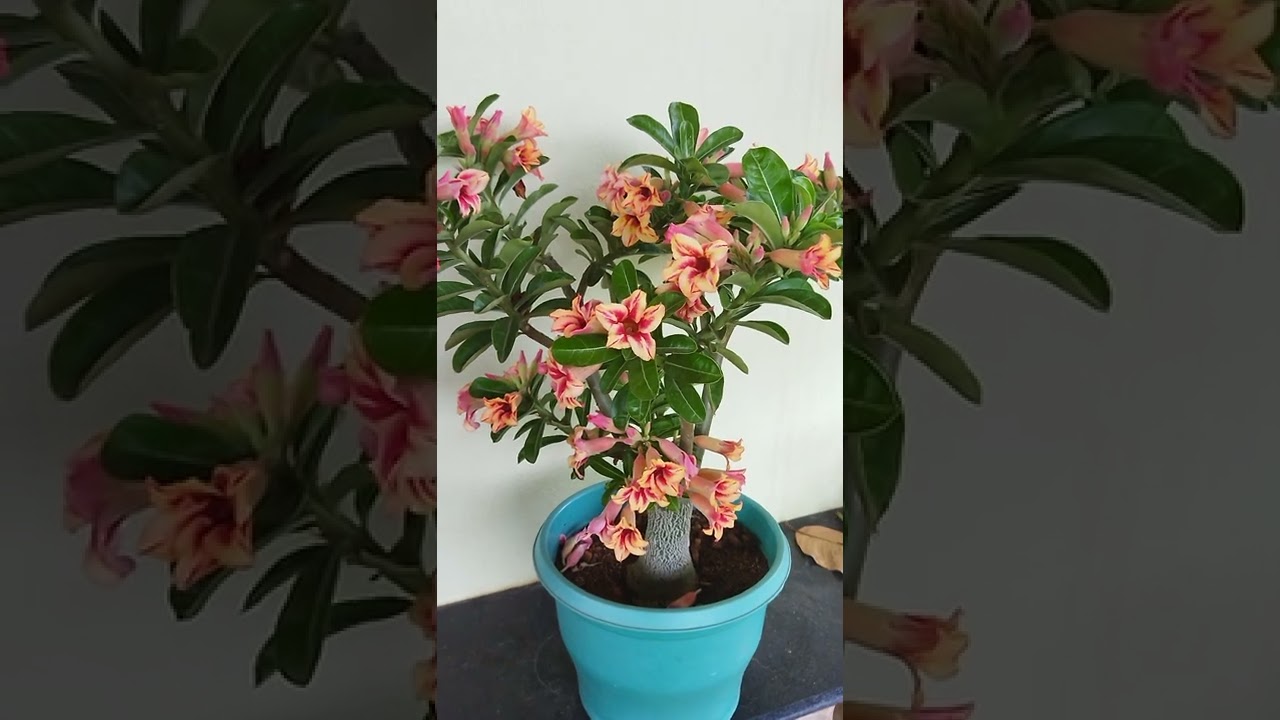 beautiful adenium flowers