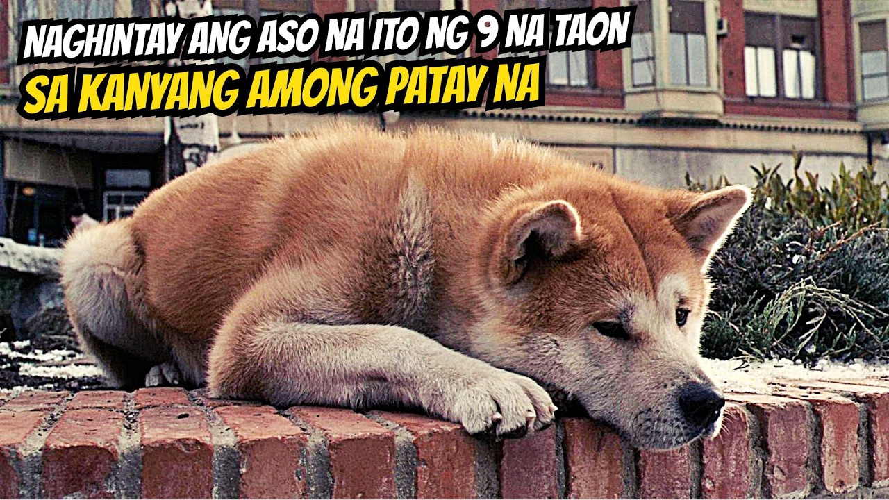 NAGHINTAY ANG ASO NA ITO SA KANYANG AMONG NAMATAY NG 9 YEARS SA TAPAT NG TREN UMAASANG MAKASAMA ITO