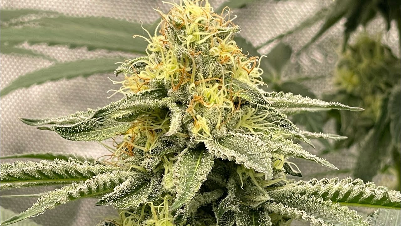 Big league square one , pound cake Humboldt seed co&hellip;day42 flower