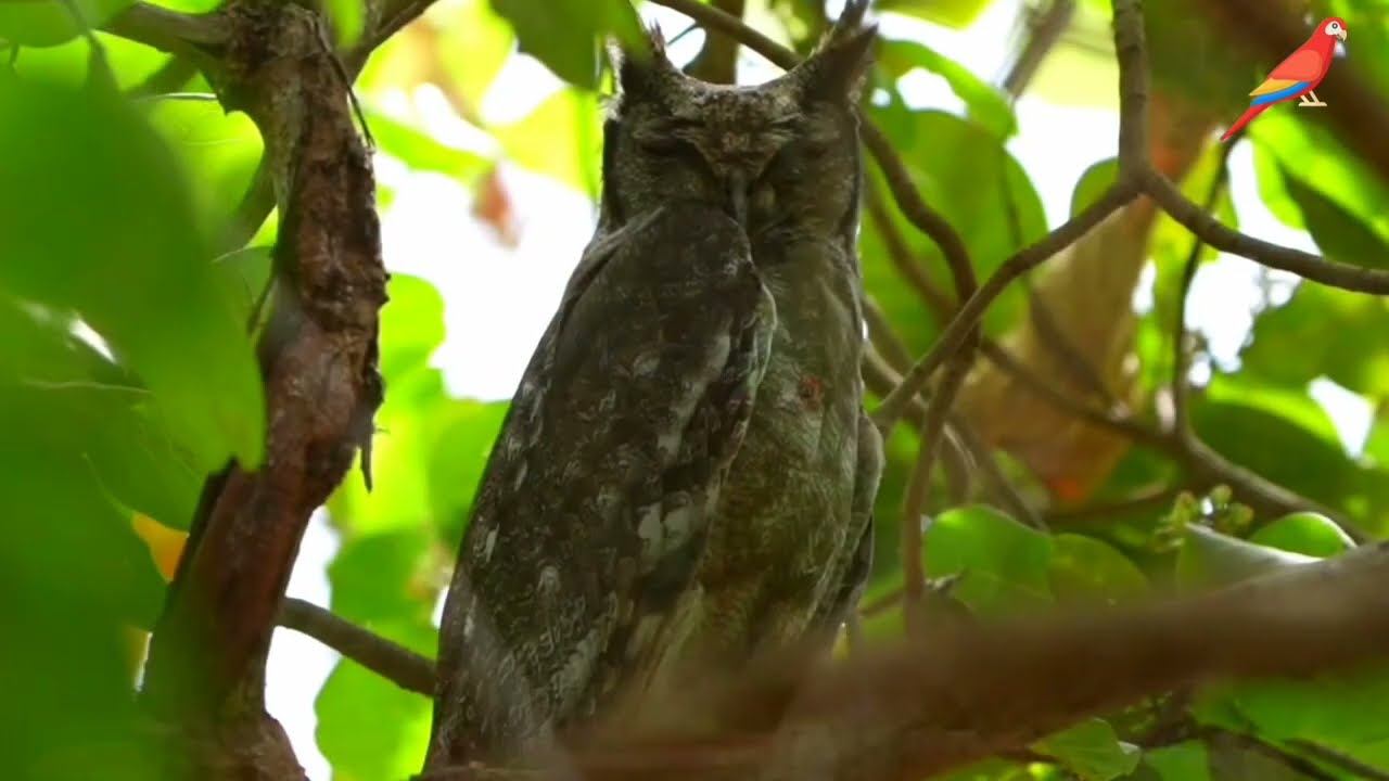 Birds of susunia Hills in west bengal and natural @animalsworld-ji3ec