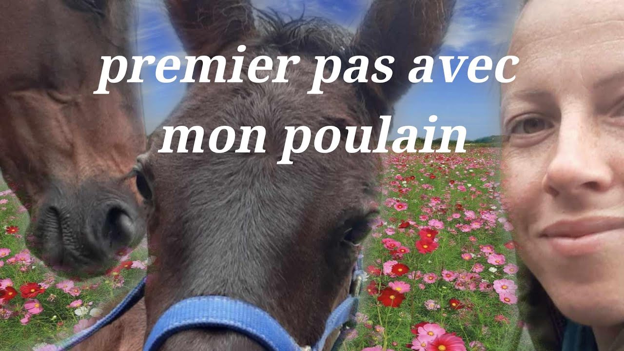 Premiers pas avec son poulain