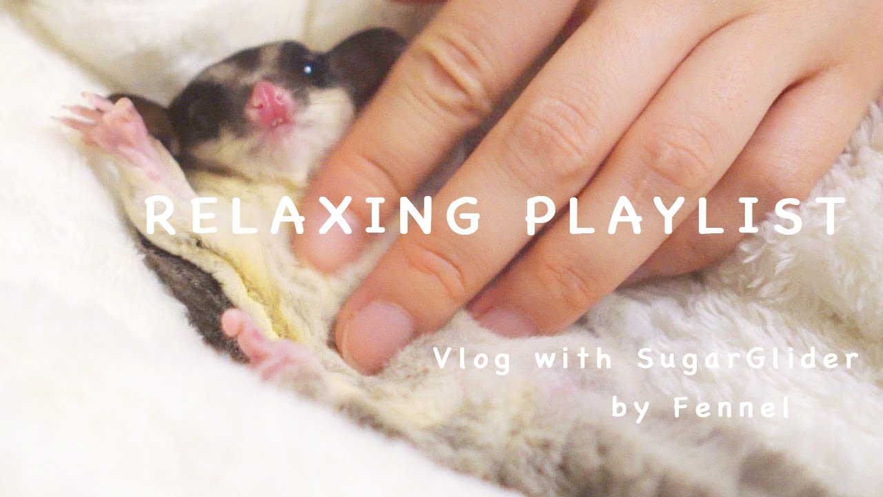 Music play list with sugar glider【relax】/フクロモモンガを捏ねながら聴きたい曲リスト