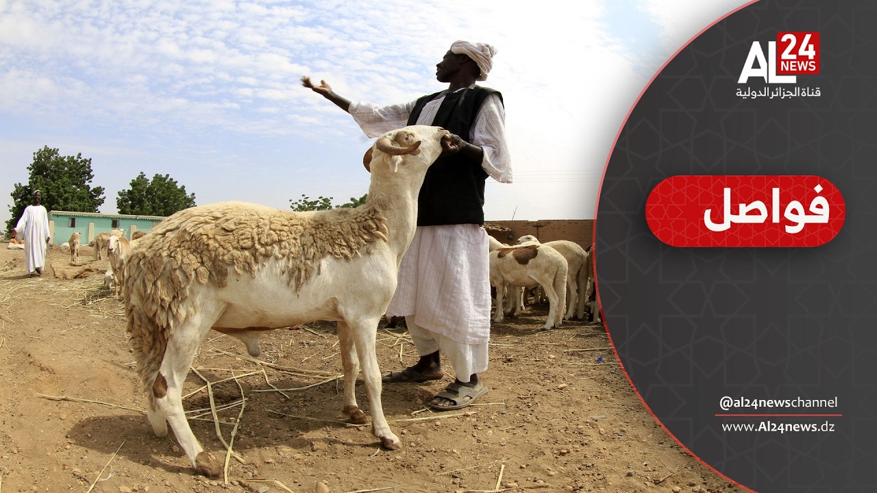 فواصل | القضارف..قلب سوق الماشية السوداني في رمضان
