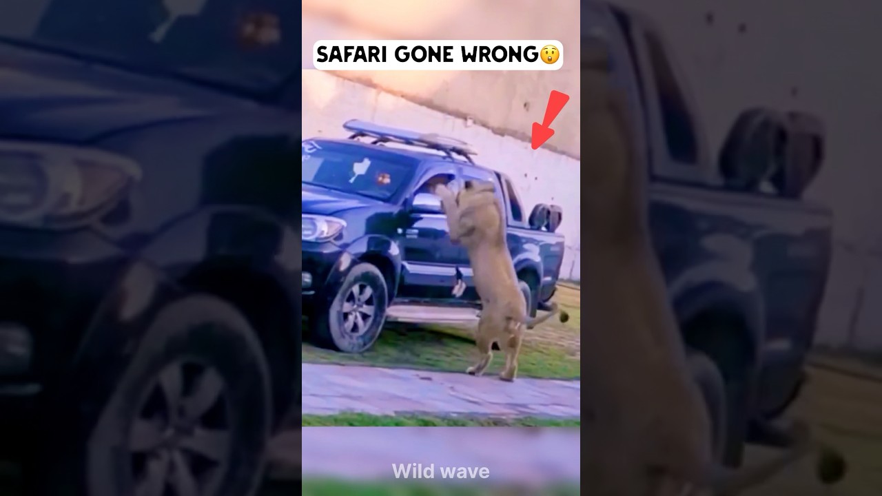 Safari Gone Wrong&mdash;Lion Attacks Tour Vehicle! 🦁😱 #lion
