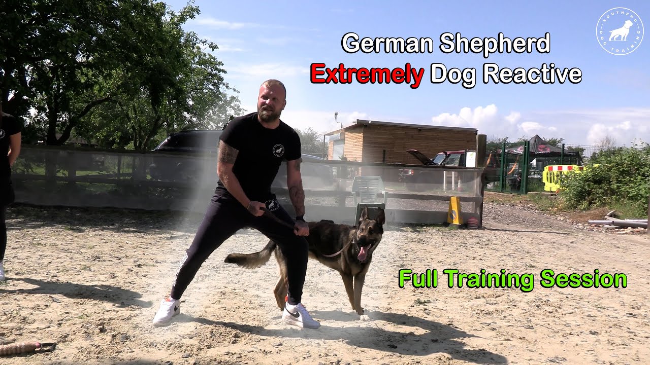 Dog Reactive GSD - Professional Dog Trainer - Full Training Session