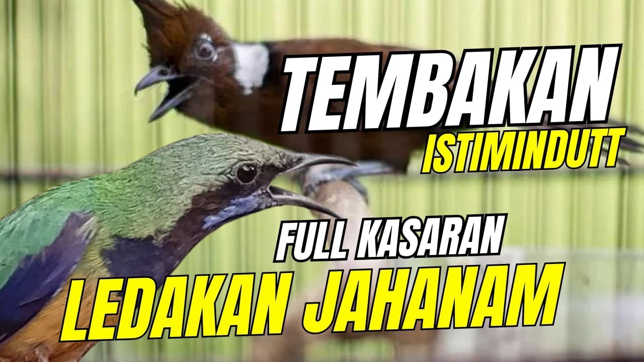 MASTERAN TEMBAKAN KASARAN!! Full Materi KOMPLIT CUCAK CUNGKOK Istimewa - JERITAN KASARAN PUKULAN