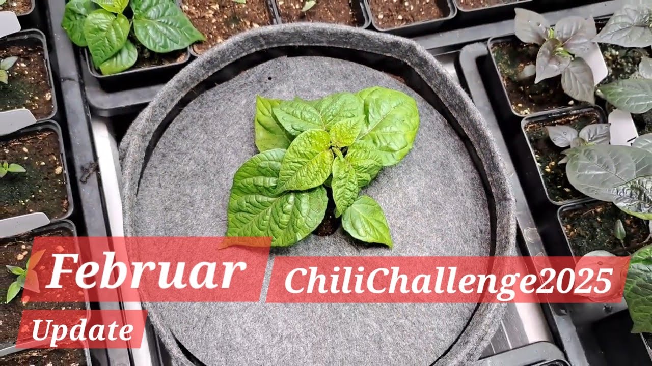 ChiliChallenge2025 - Part03 - Entwicklung Aji Limo Serrano Pflanzen & Gewinnspiel 🥳