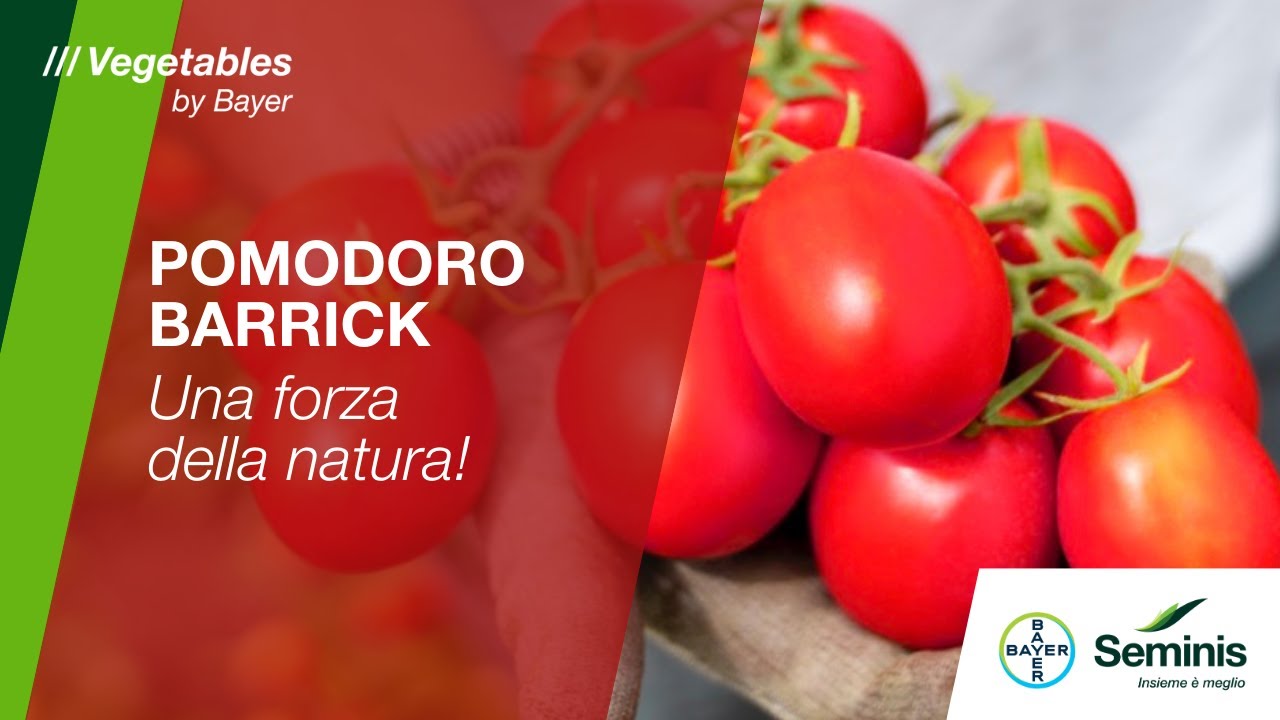 Pomodoro Barrick (SVTM9334) /// Seminis by Bayer