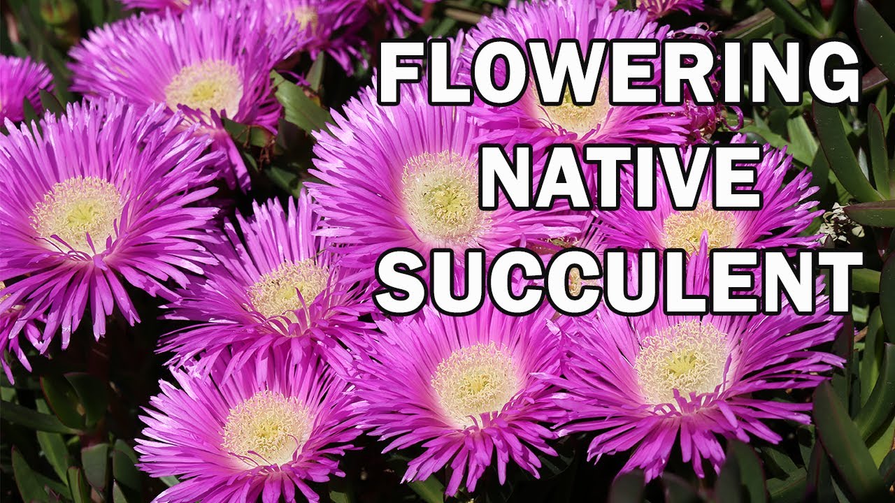 AUSSIE RAMBLER&trade; Carpobrotus produces huge pink flowers | Ozbreed Native Shrubs & Groundcovers