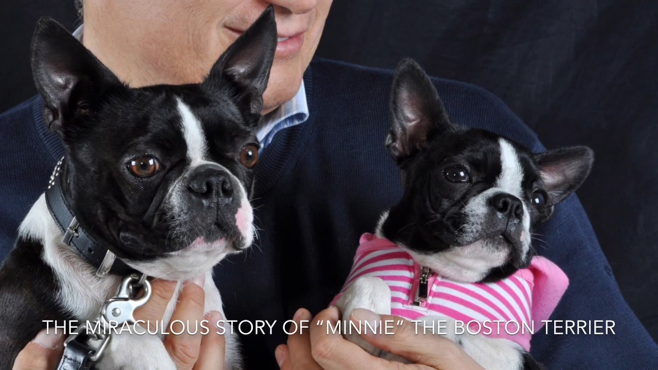 L’incredibile storia di Minnie, il piccolo e simpatico Boston Terrier