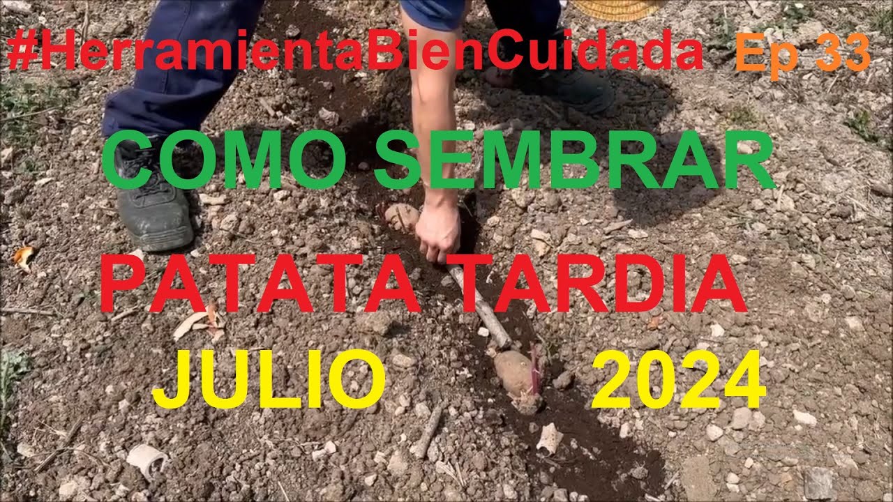 COMO SEMBRAR PATATA TARDIA JULIO 2024 - #HerramientaBienCuidada Ep. 33