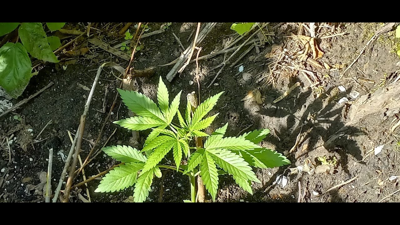 Gorilla Grow May 24 &29 2024 season Kush Cookies