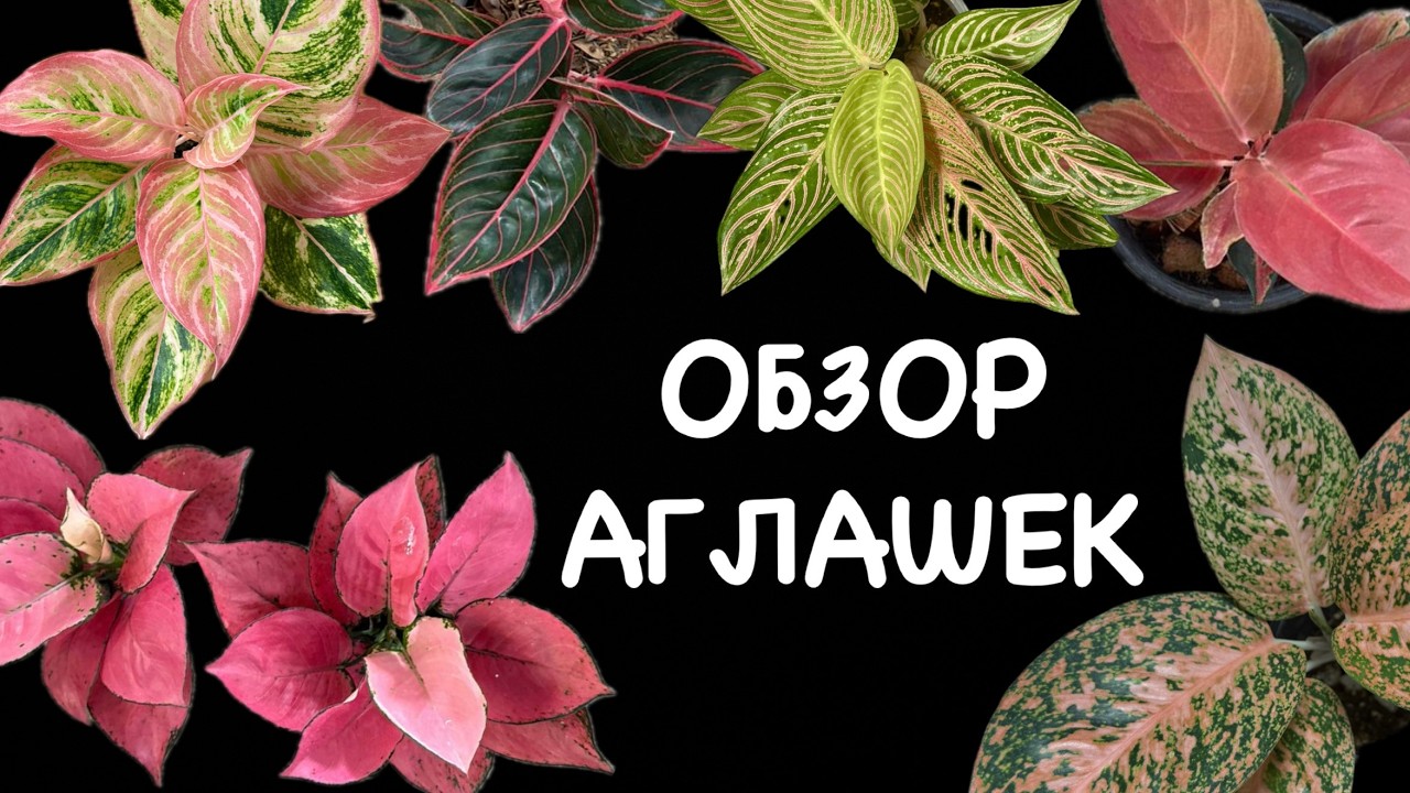 Обзор аглаонем в наличии