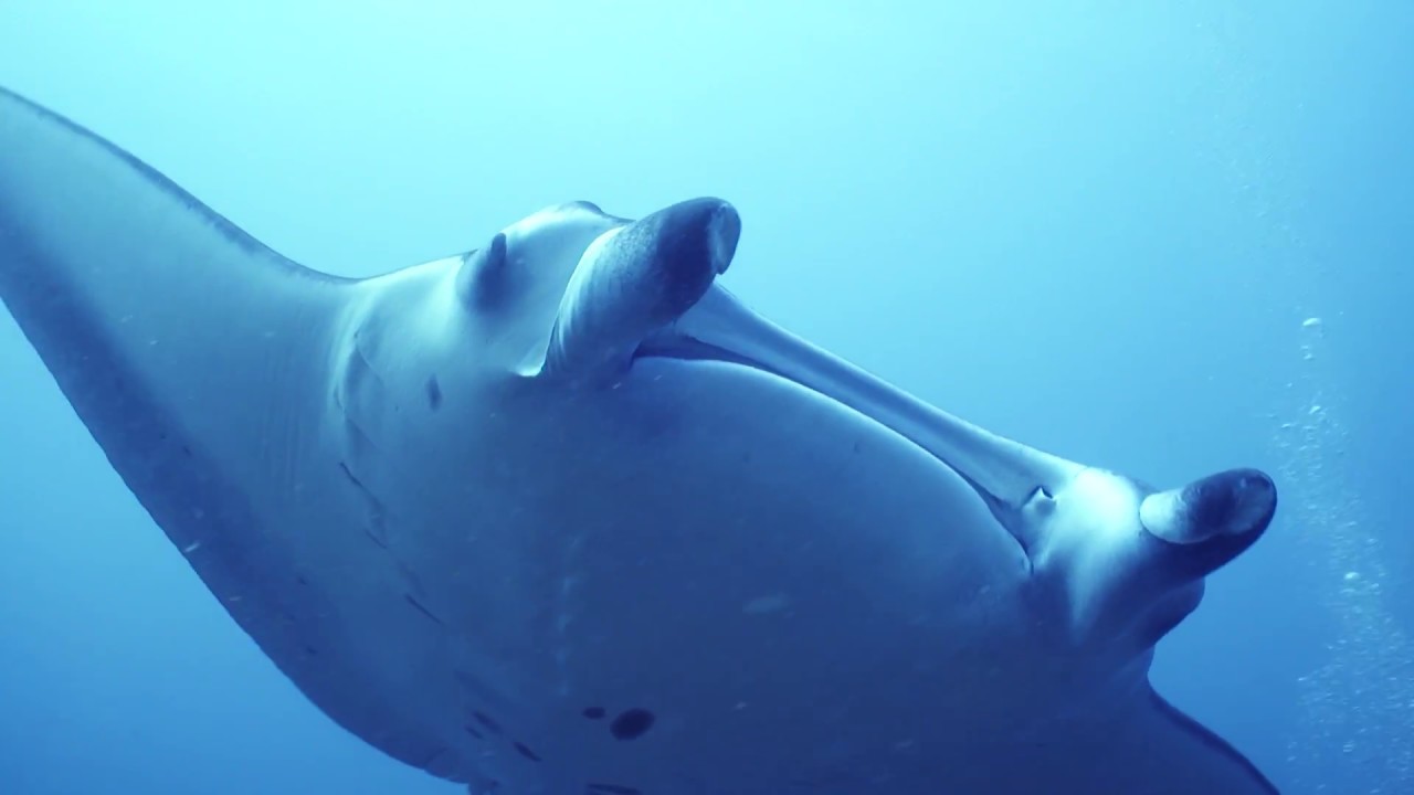 WHY I DIVE