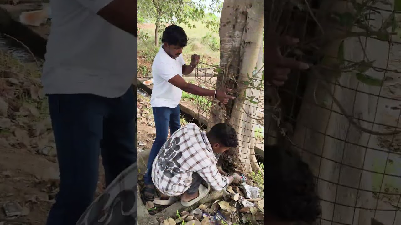 காப்பாற்றபட்ட அத்தி மரமும் அரச மரமும் #petromaxlight #viralvideo #treerescue #savenature #savetrees