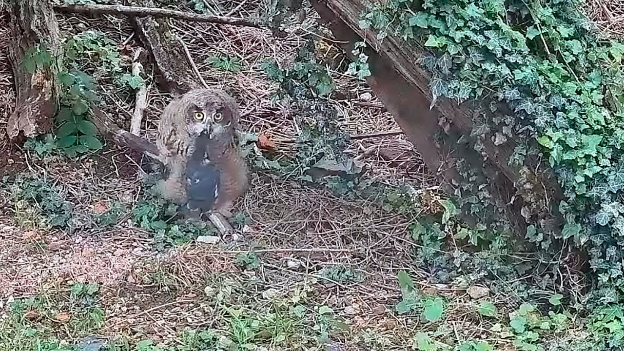 19.05.2024: Kleiner Uhu auf großer Jagd