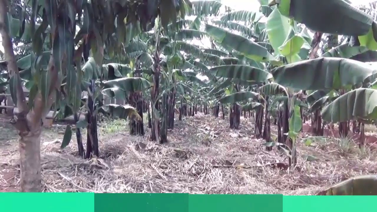 Irrigation in Uganda at Bukedde TV