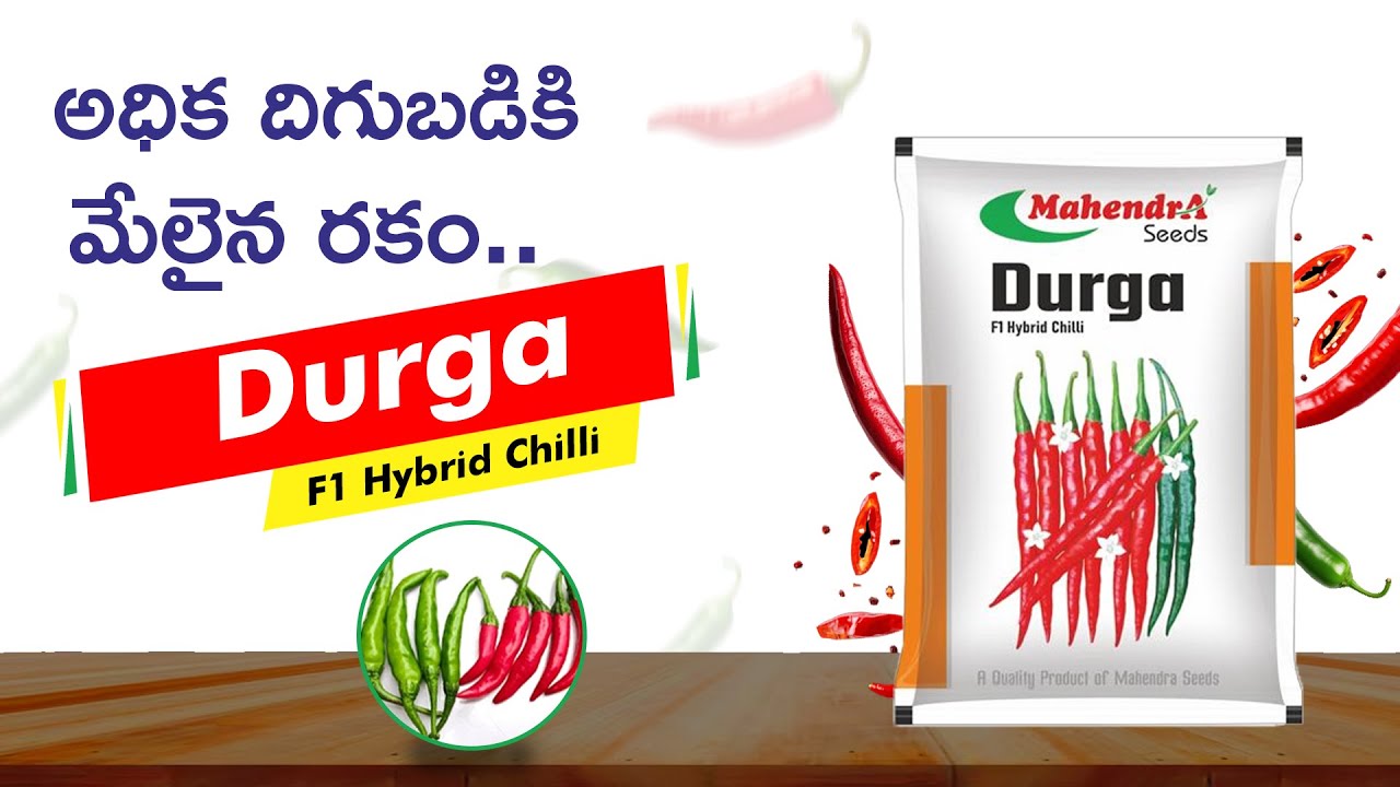 DURGA  F1 Hybrid Chilli | Mahendra Seeds