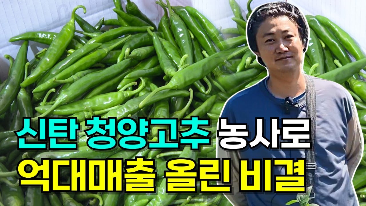 신탄 청양고추 농사로 억대매출 올린 비결 (feat. 클로바더빙)