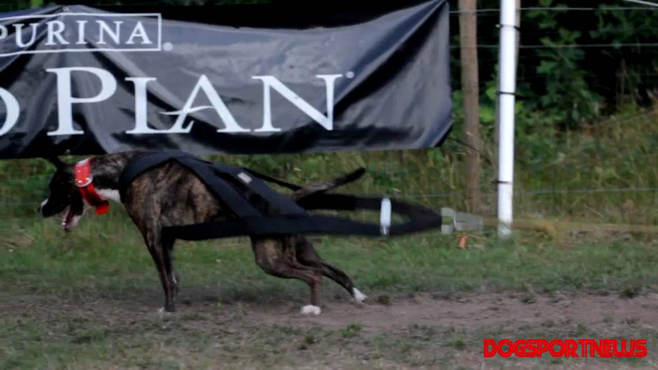 DogSportNews Reports from the 4th International BulldogShow