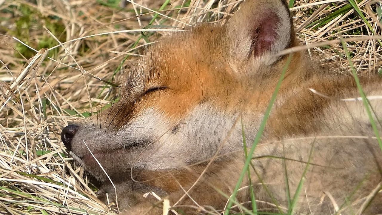 Fox cub is waking up and starts her day....