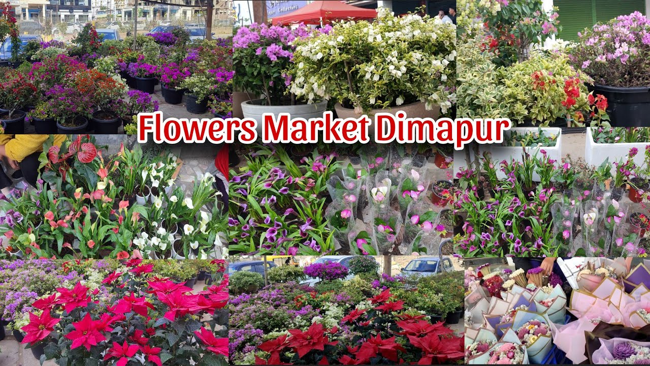 Fresh & Varieties of flowers selling at Dimapur market 💐 🥀🌷| Flowers are Imported from China