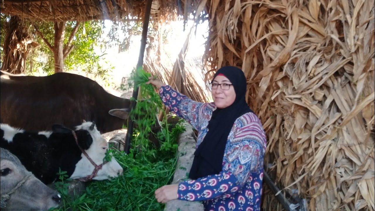جوله في الريف المصري وسط الخضرة واكلت المواشى وجمعت الباميه والباذنجان