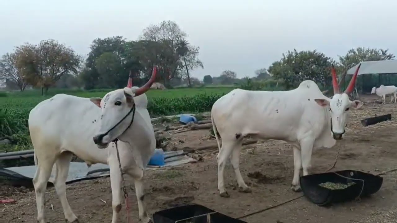 खिलारी बैल आहे. गाव शिंपेगाव ता गेवराई जि बीड. मो. +91 99220 71254 (12 February 2026)