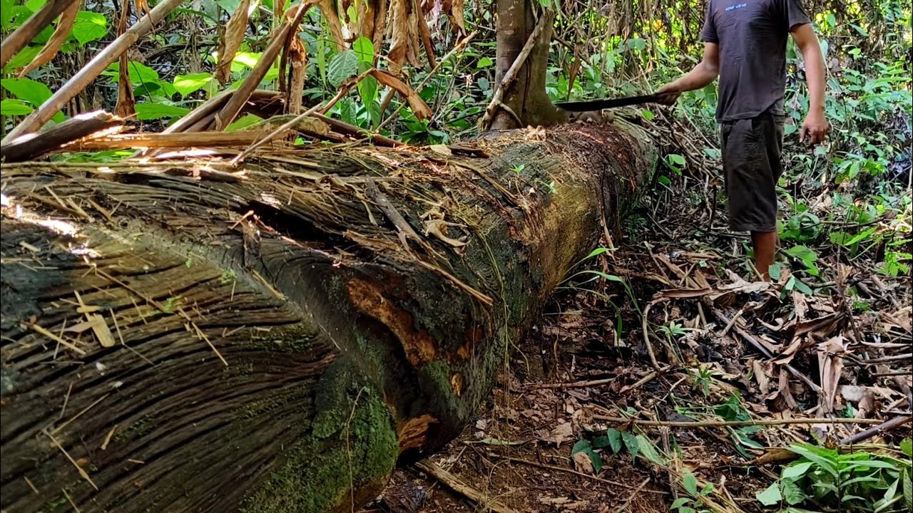 Penemuan Kayu Ulin..!! tumbang puluhan tahun di pedalaman hutan kalimantan...