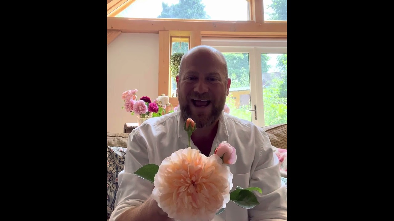 My “best of” series continues with 6 @david_austin_roses that thrive in shade #gardenerben