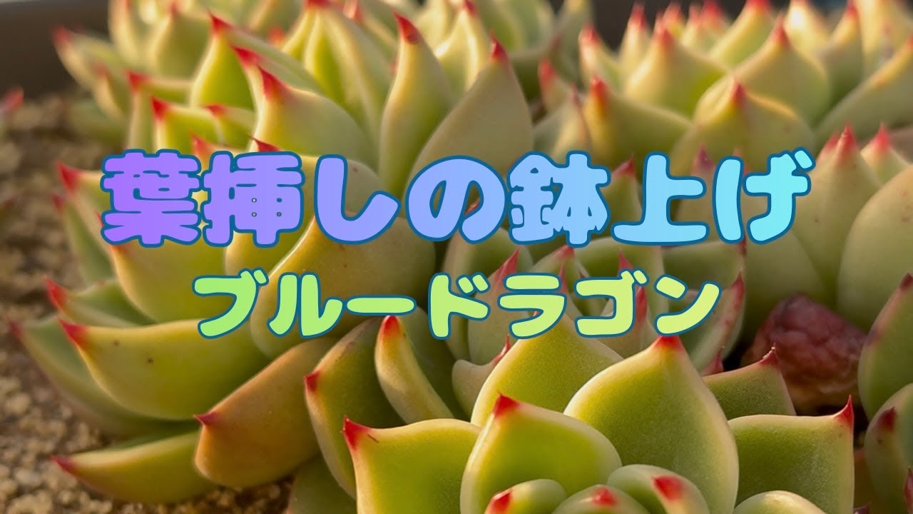 【多肉植物】葉挿しの鉢上げ 人気種ブルードラゴン 栃木の多肉生産者 マジッククラウン
