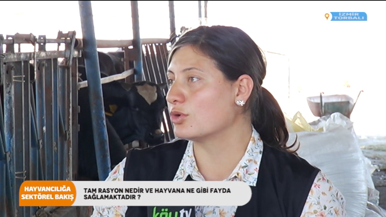 AYCİCEĞİ SİLAJI 2. BÖLÜM