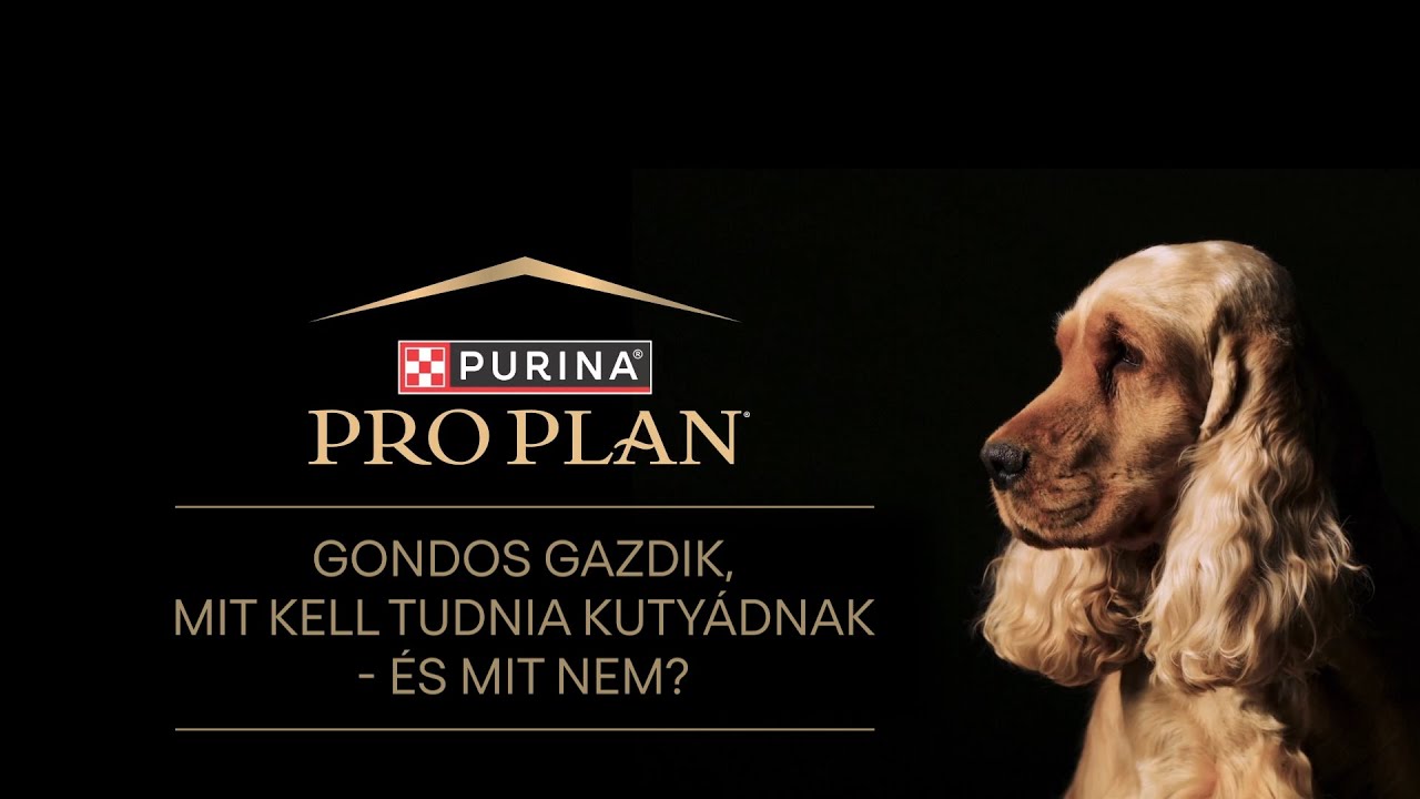 Gondos Gazdik - Mit kell tudnia kutyádnak-és mit nem? - 2. epizód