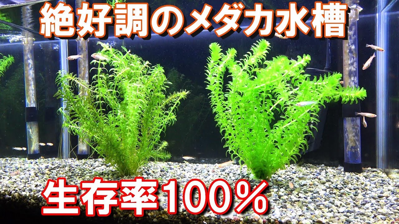 メダカ　水草トリミング！(応用編)アナカリス差し戻し  &  ピンチカット【メダカ水槽#30】