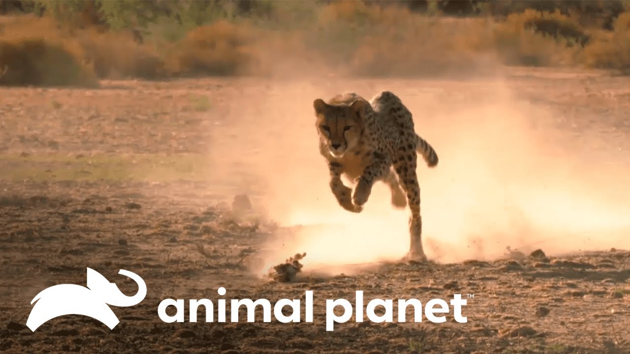 A incrível velocidade das chitas | O Incrível Mundo Animal | Animal Planet Brasil
