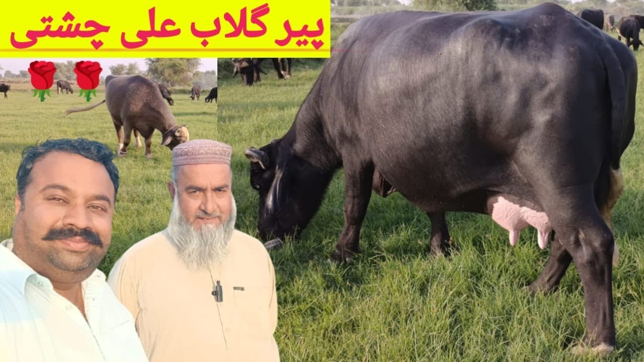 Peer Gulab Ali Chisti 🌹🌹 || Beautiful High Milking Nili Buffaloes || Hafiz Azhar jutt || Pak Buffalo