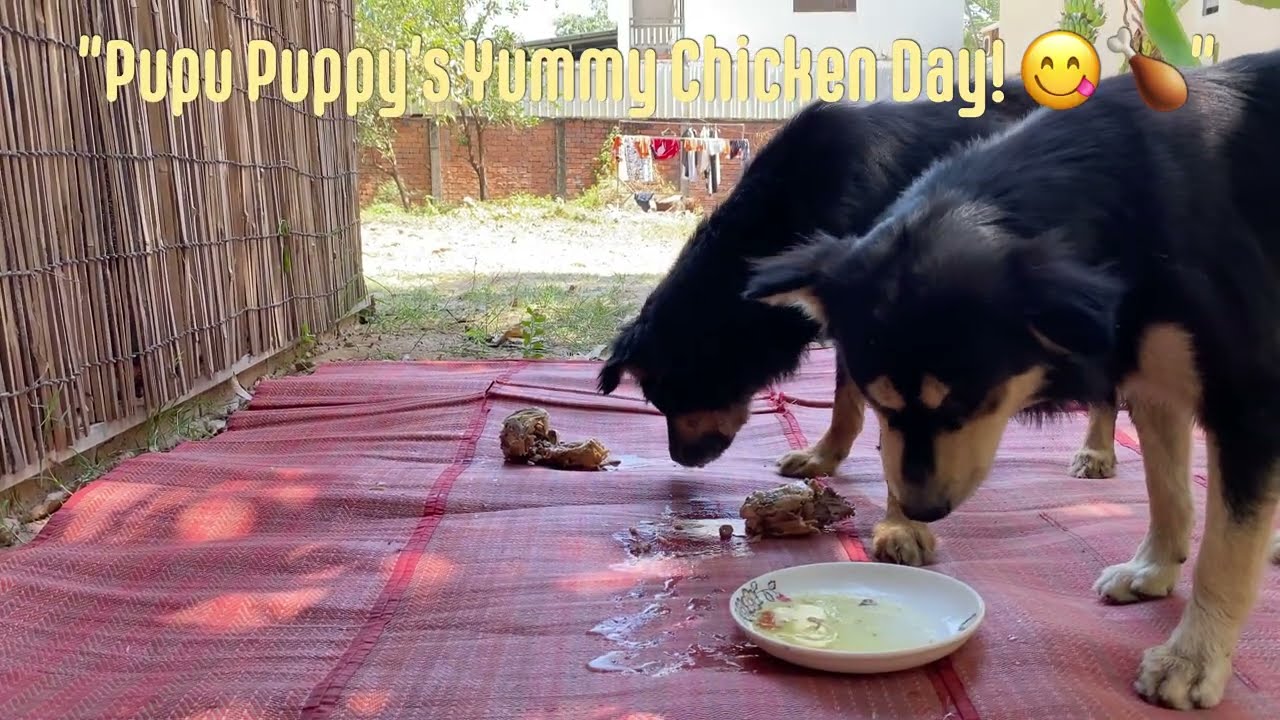 Pupu Puppy's Delicious 🐔Day! 😋 Rottweiler Puppy Eating 🐔#rottweiler