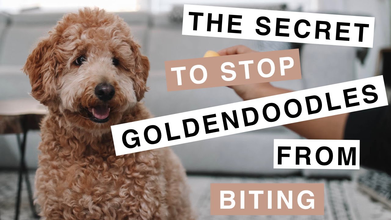 Theo the Mini Goldendoodle (F1B)- How to get your dog to stop biting