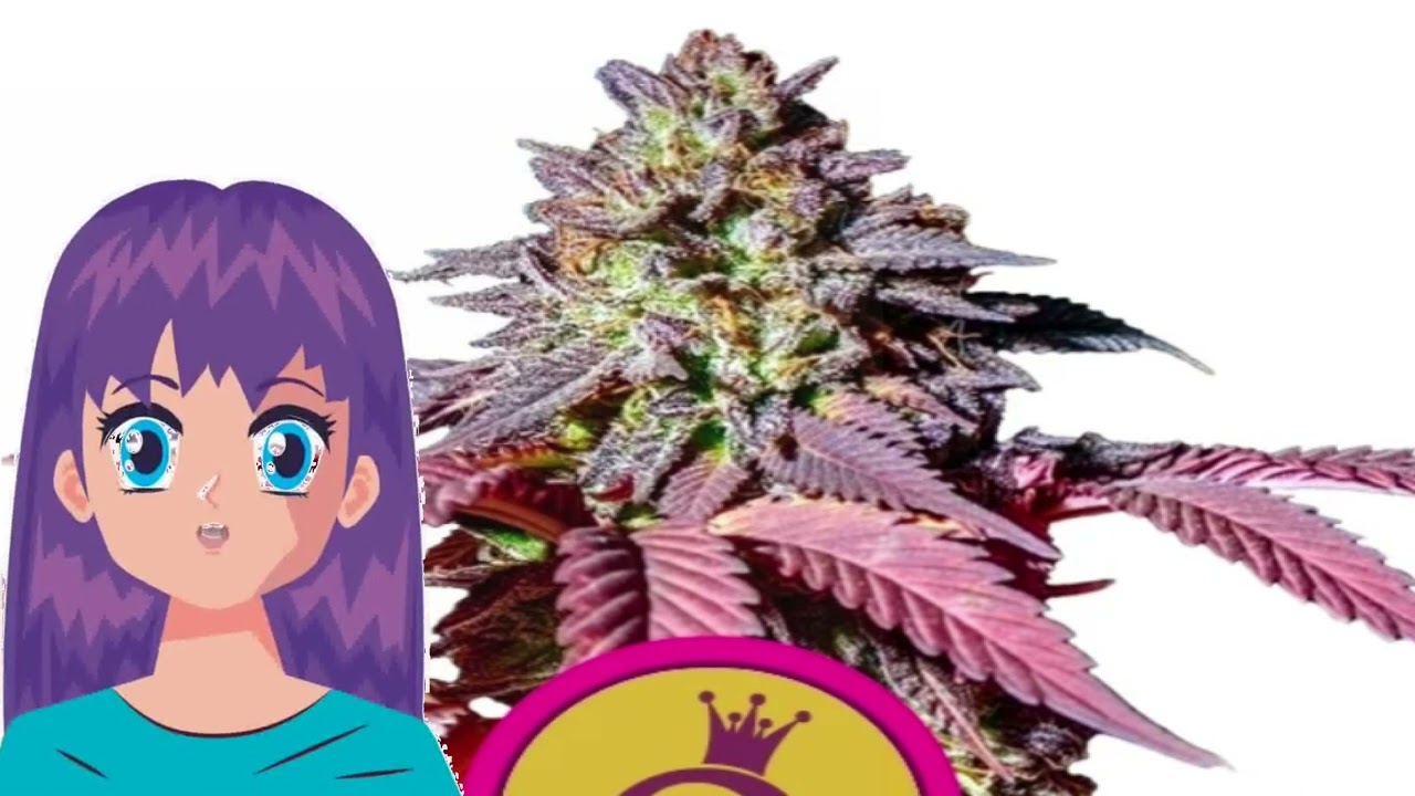 Purple Queen &ndash; Royal Queen Seeds