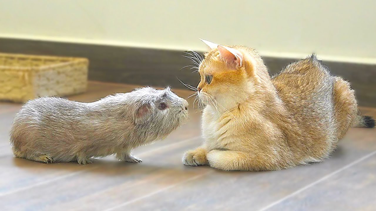 Mom cat and her kittens met a guinea pig for the first time