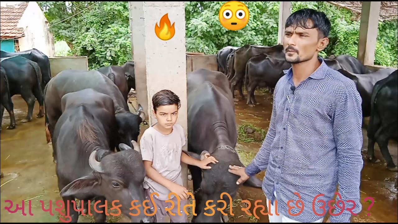 કઈ રીતે ભેંસ ના બચ્ચા(પાડી) નો ઉછેર કરવો ? || કઈ રીતે કરી રહ્યા છે તૈયાર ?😳 ||