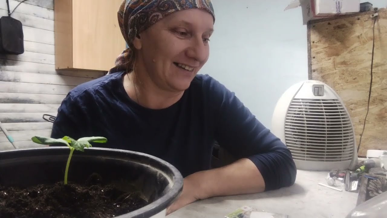 Посадки для теплицы, новые семена. 
